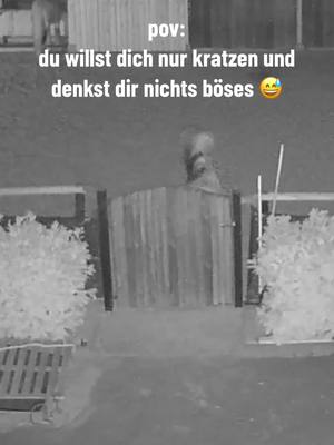 A post by @snow.viie on TikTok caption: Das wars dann mit dem Tor 😬  #horsesoftiktok #eigenerstall #pferd #pferdeleben #horselife #horse #fail 