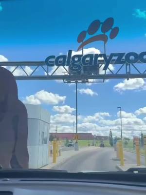 A post by @aswathyashokanofficial on TikTok caption: calgary zoo ♡ #zoo #animals #animal #nature #wildlife #photography #animalphotography #zoophotography #wildlifephotography #naturephotography #Love #animallovers #cute #animalsoftiktok  #photooftheday #zoolife #travel #zooanimals  #birds #monkey #bird #photo #conservation #wild #safari 