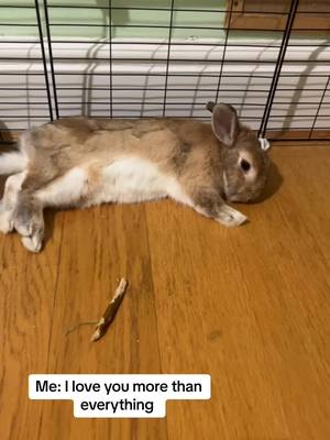 A post by @beccaamylouise on TikTok caption: Anyone elses bunnies or do mine just hate me? 🥹 #bunny #rabbits #fyp #animals 