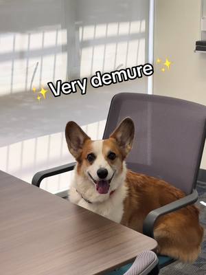 A post by @ketchupthecorgi on TikTok caption: Very demure, very mindful #dogsoftiktok #officelife #ketchupthecorgi 