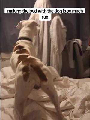 A post by @ptrebs on TikTok caption: #crazydog #fyp #puppylove 