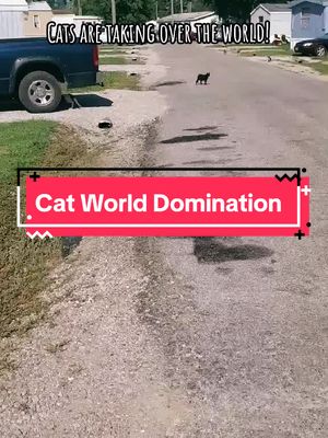 A post by @kittyloveclub on TikTok caption: This is why you should spay and neuter your pets. 🙀 #spayandneuter #kittyloveclub #catsarelife #tiktokcats #catworlddomination #catstakeovertheworld 