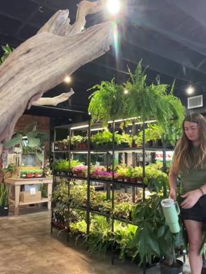 A post by @theplantroomsgf on TikTok caption: #creep #imacreep #gettingthatitch #plantnerd #plantobsessed #plantaddict 