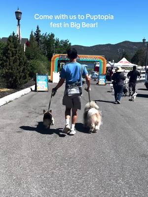 A post by @pavlovthecorgi on TikTok caption: Puptopia Festival at @Visit Big Bear was incredible!  Pavlov and Maslow had the time of their lives engaging in Puptopia’s fun events, activities and vendors.  This event is a MUST-visit for every dog lover — look out for a @Puptopia Festival near you! #VisitBigBear #sponsored #Puptopia #ad