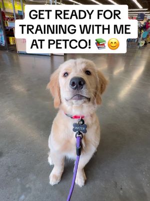 A post by @molsonandmaple on TikTok caption: #ad Everyone is posting about going back to school and I wanted to be included! Puppy Training at @Petco, HERE I COME! 📚 #petco