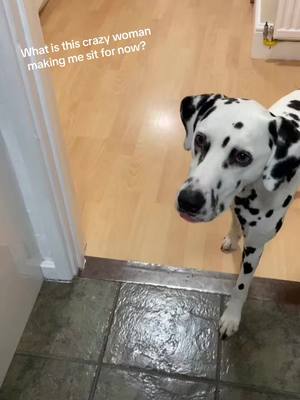 A post by @dominodalmatian on TikTok caption: Why does my dog always take his treats into another room… I promise I’m not going to take it back Buddy! 😂  #dog #treats #fyp #dalmatian #CapCut #taylorswift 