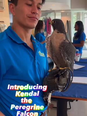 A post by @earthrangersorg on TikTok caption: Kendal the peregrine falcon is very #demure, very #mindful.