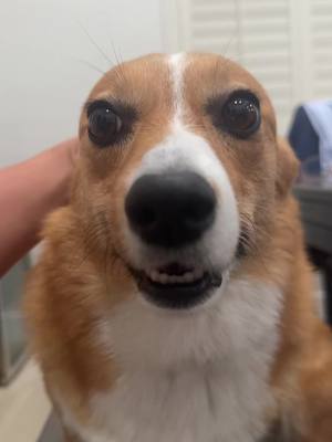 A post by @ziggy_thecorg on TikTok caption: Corgi ears do grow back! 