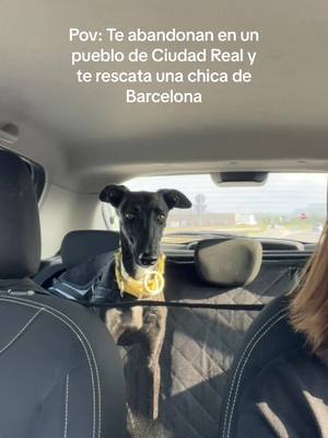 A post by @saraalonsojane on TikTok caption: Los km que hagan falta para darle un hogar #rescate #galgo 