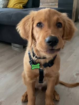 A post by @kati5080 on TikTok caption: No second dinner 😳 . #goldenretrieverpuppy #presentpets #dogpuppy #dinner #creatorsearchinsights #ichliebedichwallah #dogspuppy #puppy #puppy #cutedog #cutegoldenretriever 