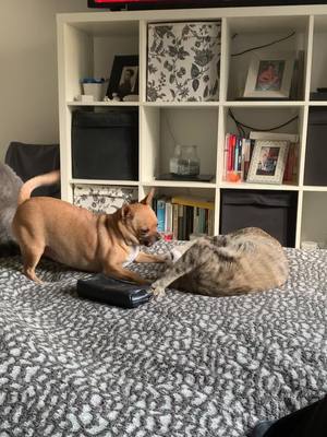 A post by @marabertinotti on TikTok caption: #pets #animal #dog #cat