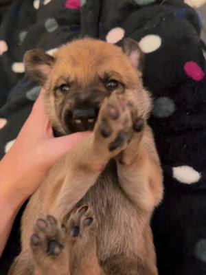 A post by @julie.olivia on TikTok caption: A few of your puppies❤️🧡🩵#germanshepherd #germanshepherdpuppy 