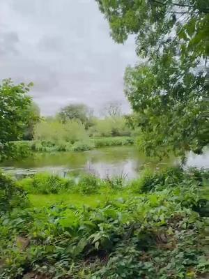 A post by @_dawood_ on TikTok caption: UK Nature video 🇬🇧 #2  #unfrezzmyaccount #fyp #trending #viral #england #uk #nature #videos #_dawood_ #dawood_awais @🇵🇰 Dawood 🇬🇧 