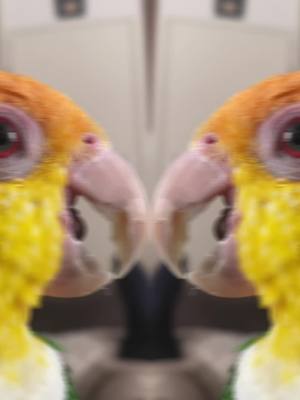 A post by @daileylifethings on TikTok caption: #caiquelife #goingviral #happycaique #caiqueparrot #caiquesoftiktok #groendijcaique #caiqueparrot 