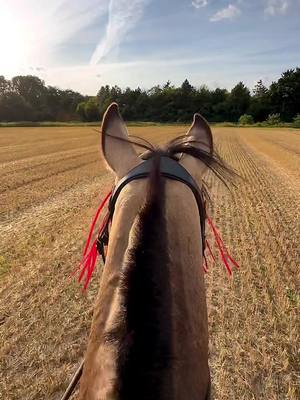 A post by @zoe_1509_x on TikTok caption: Stoppelfeldzeit 🤩 #horse #equestrian #Summer #lusitano #stoppelfeld #riding 