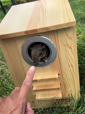 A post by @holdenstrong on TikTok caption: Mulligan 🐿️🥰 #squirrel #f #foryou 