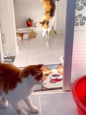 A post by @sandy_beach_florida_2 on TikTok caption: #scarecam #scare #hillarious #viral #fyp #funny #funnyvideos #lol #reactions #pets #furbabyblessings #furbabies #cats #funnycats 