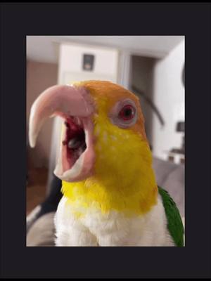 A post by @daileylifethings on TikTok caption: #caiqueparrot #caiquelife #funnyvideos #groendijcaique #happycaique 