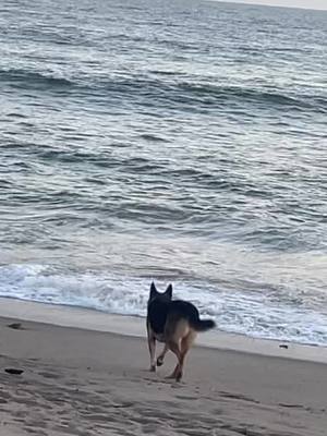 A post by @xoxo_airez on TikTok caption: Mans best friend 🐾🎾#dog #fetch #beachdog #simplepleasures #livelaughlove #positiveenergy #positive 