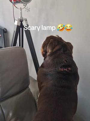 A post by @joahrens0 on TikTok caption: #walter #bulldog #scarylamp 🤣