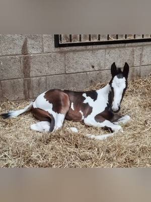 A post by @jlb__equestrian on TikTok caption: 1 year with the Archie's 🥰 #equestrian #foal 