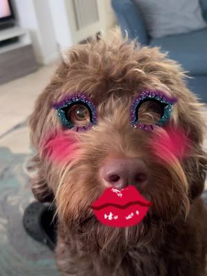 A post by @caseyleereesjones on TikTok caption: #labradoodle #labradoodlesoftiktok #labradoodles #like #likes #viral #share #follow #fyp #fypage #fypシ゚ #fypツ #viralvideo #dog #dogsoftiktok #dogs #dogsofttiktok #dogsvideo #doggy #viraldog #funny #funnyvideos 