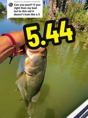 A post by @beard_basstard on TikTok caption: Replying to @jc_martin4 5.44 lb same fish same release ##fishtok##bigfish##fishingtiktoks##showandtell##bassfishing