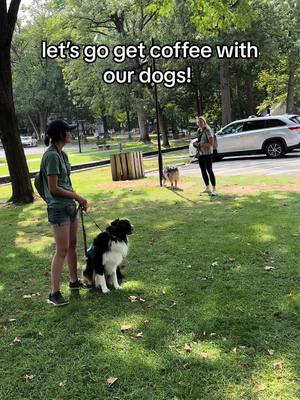 A post by @duceysdogs on TikTok caption: training outings can be anything, even going to get coffee with your friends! working on building neutrality around distractions is often overlooked in so many training programs so don’t forget it! teach your dog how to be bored. my clients did so wonderful, im so proud of them. 