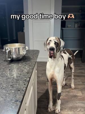 A post by @butlerthegreatdane on TikTok caption: My home boy helped me make fresh dough at midnight 🔒 #bestfriend #homeboy #dogsoftiktok #midnight #goodboy #greatdane 