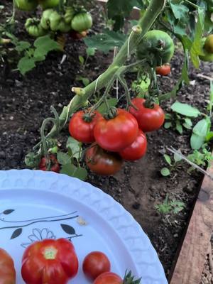 A post by @alex_photo101 on TikTok caption: #onthisday #alex_photo101 #plants #tomato #cucumbers #tutorial #gardening #poland #romania #pruning #persian #ireland 