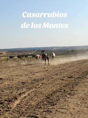 A post by @kmaradavid on TikTok caption: Regates en Casarrubios del Monte #kmaradavid #spanishgreyhound #regates #galgos #carrerasdegalgos💯 #casarrubiosdelmonte 