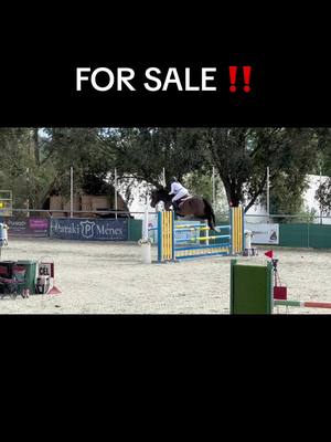 A post by @gandori on TikTok caption: 2007 zangersheide mare (Quidam de revel x Landjunge), ideal for level 110-120 🐴🐴🐴 #forsale #horseforsale #showjumping #showjumper 