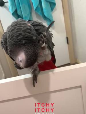 A post by @kaibird_the_african_gray on TikTok caption: Itchy grey 🪶🐦 #kai #parrot #parrotsoftiktok #itchy #birb #cute #cutebird #funny #africangrey #africangray #parrots #bird #fypシ゚viral #birdsoftiktok 