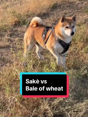 A post by @marczalilaszlo on TikTok caption: Saké against a bale of wheat… who was the winner? 😅🦮  #shiba #shibainu #shibalove #duel #fight #western #dog #dogsoftiktok #kutya #kutyatiktok #sakè #nekedbelegyen #neked #foryou #foryoupage 