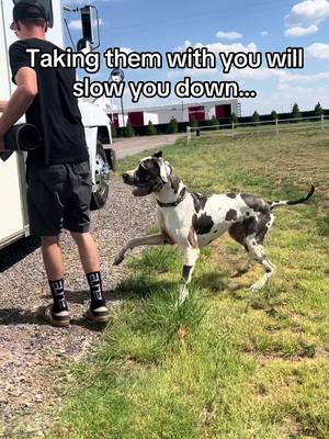 A post by @butlerthegreatdane on TikTok caption: the best adventure buddy out there 🥹🤍🐾  #fypシ゚viral #foryoupage #greatdane #adventure #vanlife #dogsoftiktok #traveltok #slow #racingfamily 