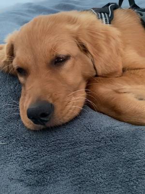 A post by @kati5080 on TikTok caption: Montag morgen 💙 . . #dogspuppies #goldenretrieverpuppy #goldenretriever #darkgolden #puppy #gutenmorgenmeinschatz #dog #puppies #dogslife #fyp #baby #gutenmorgen #derhundhatsschwer #liebe #müde #babylove #doggo #sleepingpuppy 