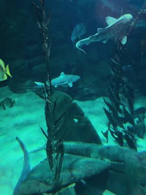 A post by @photographe08amateur on TikTok caption: 🌊🌴🪼 #cacquarium #poissons #vacances #decouverte #promenade 