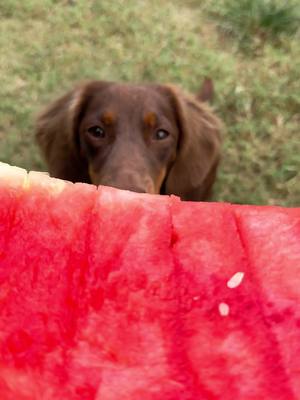 A post by @meliodasdagreat on TikTok caption: I LOVE ITTT 🍉🐾❤️ - #foryoupage #dachshundsoftiktok #fyp #meliodas #puppiesoftiktok #fypage #dogtok #weinerdog 