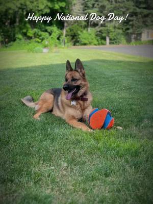 A post by @katrinka12161216 on TikTok caption: #nationaldogday #germanshepherd #dogsofttiktok #dog #protection 