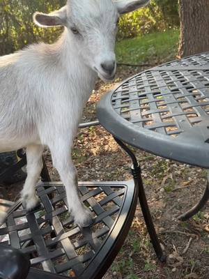 A post by @318.kailey on TikTok caption: I am fully convinced that my goats think that they R dogs 🤷‍♀️ #fyp #goats #goatsoftiktok #nigeriandwarfgoats #livestock #asmr