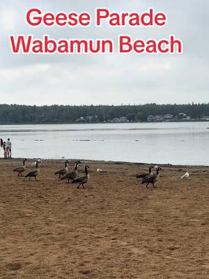 A post by @glo_the_explorer on TikTok caption: Wabamun Beach#fyp #viral #Summer #beach #trending 