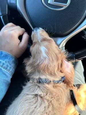 A post by @christyyyann on TikTok caption: My sweet boy is one, where did the time go? Happy first birthday to my baby boy Shiloh!🥹🥳🫶🏽 Momma loves you very much and thankyou for loving me unconditionally🫶🏽❤️ #puppysfirstbirthday #dogmom #cavapoo 