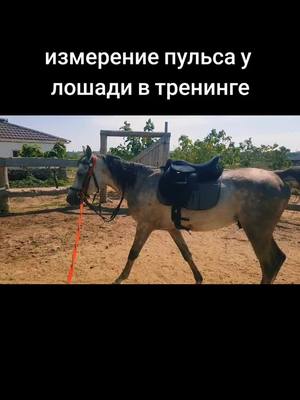 A post by @alexanderchervyako6 on TikTok caption: #лошади #horse #араб #жеребец 