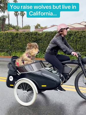 A post by @wanderwithwillow on TikTok caption: livin that pura vida #wolfdog #sidecar #maddogs #wolf #california #santabarbara #bikelife #explore #dogmom 