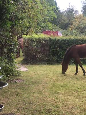 A post by @dawnieg74 on TikTok caption: #newforest #ponies #forestlife