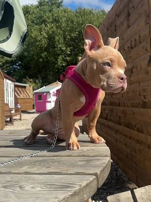 A post by @princessmicrobully on TikTok caption: young pup💪 #microbully #pocketbully #bullybreeds #microbullypup #microbullygang #bullypuppy #microbullygirl 