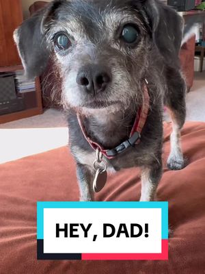 A post by @scruffabella on TikTok caption: “Hey, Dad!” - Excited neighbor #talkingdog #dogdad #funnydogvideos #PetsOfTikTok #scruffabella 