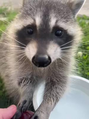 A post by @catsncoons on TikTok caption: You got this, kid! #shawshankredemption #raccoon #wildlife #movieqoutes #raccoonsoftiktok @Dusty Slay 