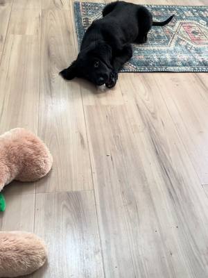 A post by @nessaquest on TikTok caption: Charlie girl loves ice cubes! I’m thrilled cuz it’s a cheap treat, however it does messy the floor, so please ignore that!🤪#goldendoodle #puppylove #puppy #makeyousmile 