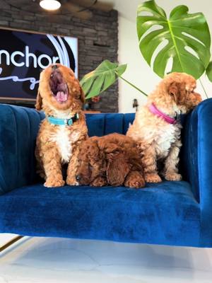 A post by @anchor.pups on TikTok caption: Real life teddy bears 🧸 searchig for their ♾️ 🏡  https://anchorpups.com/bambi-litter/ #foryoupage❤️❤️ #foryoupageofficiall #poodlepuppies #poodlepuppiesforsalenearme 